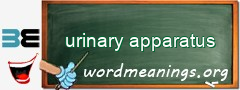WordMeaning blackboard for urinary apparatus